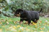 ROTTWEILER 352